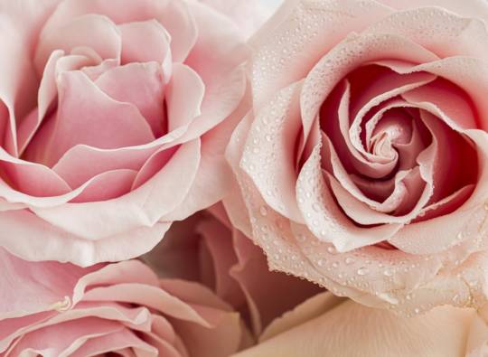 close-up-view-valentine-s-day-concept-with-roses.jpg